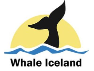 Whale Iceland